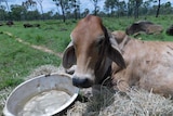 A photo of a cow next to a bowl of water and hay.