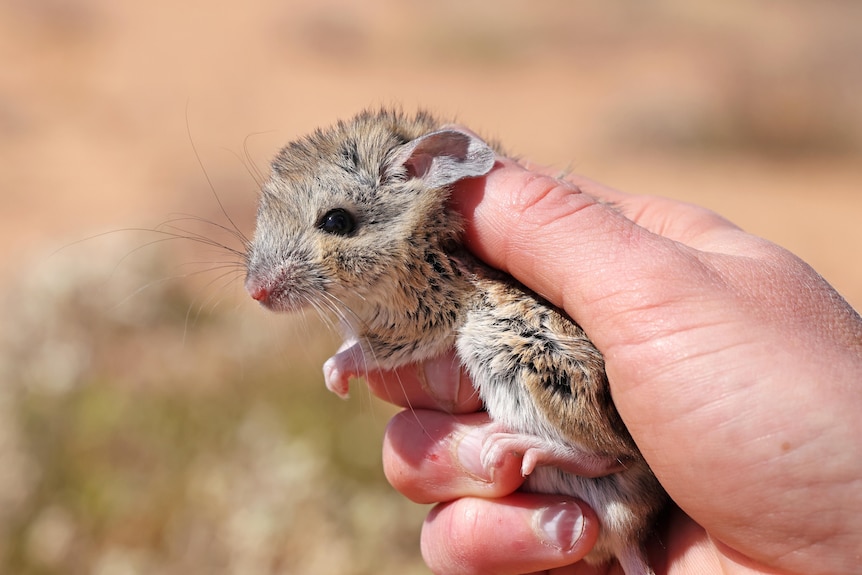 Plains mouse