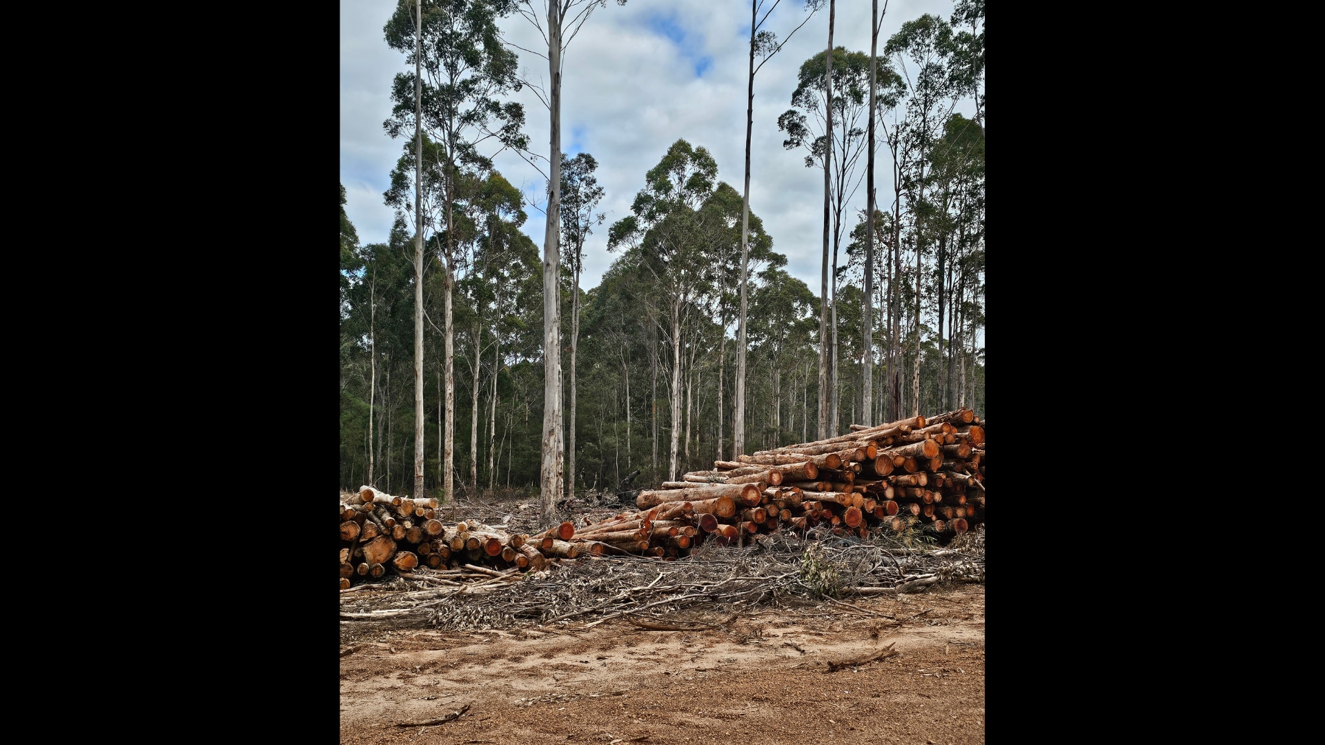 THINNED LOGS