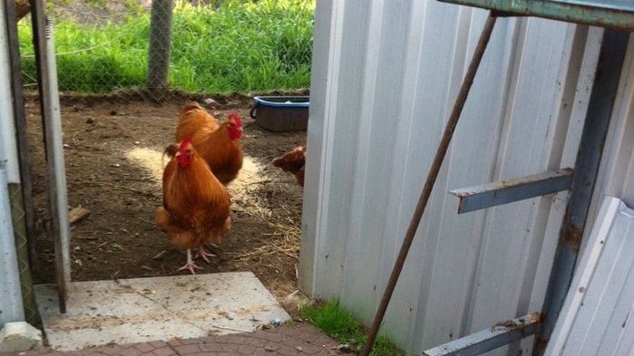 On a dirt floor with red slate near it, five chickens walk and peck the ground, near the wall of a tin shed.