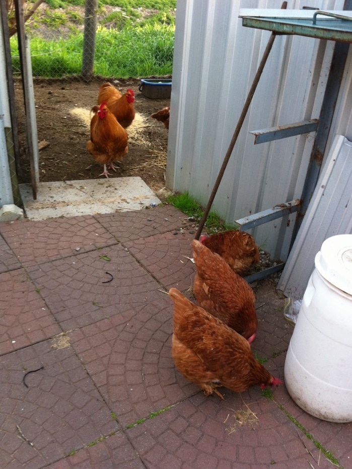 On a dirt floor with red slate near it, five chickens walk and peck the ground, near the wall of a tin shed.