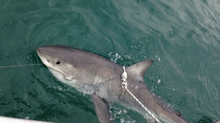 50 new SMART shark drumlines being trialled in effort to keep NSW ...