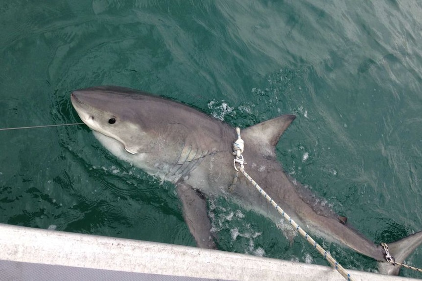 a shark caught in netting