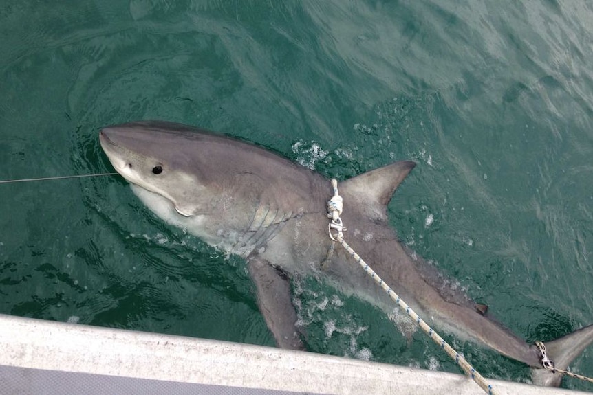 A great white shark caught in a drumline.