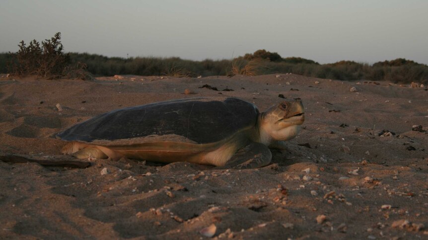 large turtle on beach
