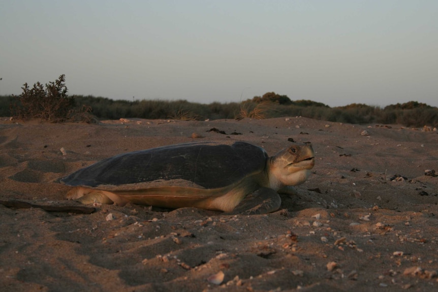 large turtle on beach