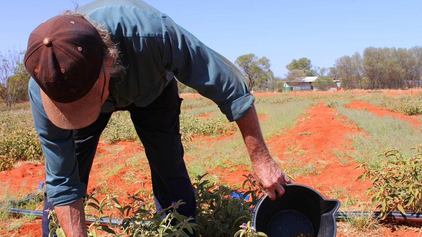 Max Emery bending over and picking bush tomatoes in a paddock on red dirt