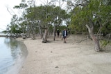 Three people walking among trees on a sand bar, surrounded by mud and water on Mud Island, Moreton Bay.