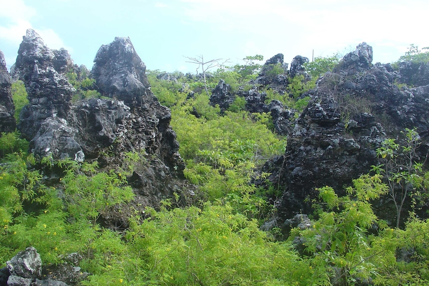 Archival image, wide-shot, of pinnacles and foliage on a Banaba island in Kiribati.