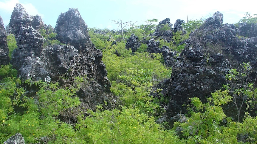 Archival image, wide-shot, of pinnacles and foliage on a Banaba island in Kiribati.