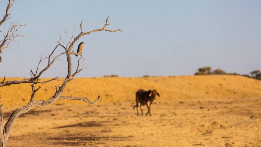 A bird perches on a dry, leafless tree, while a cow walks through yellowed grass in the background.