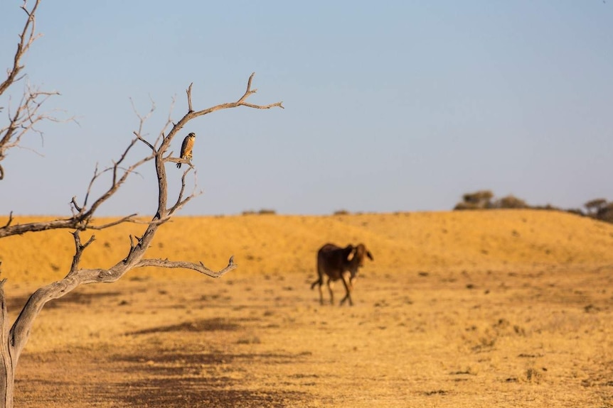 A bird perches on a dry, leafless tree, while a cow walks through yellowed grass in the background.