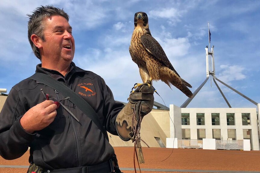Falcon sitting on handlers leather glove out the front of Parliament House, Canberra.