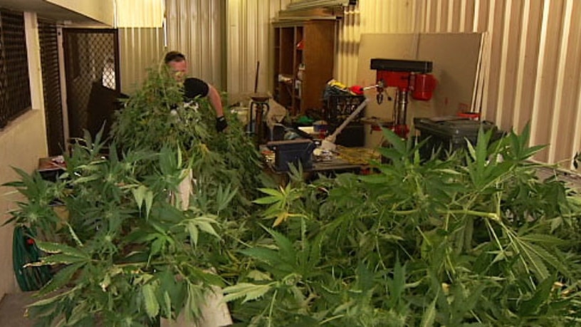 Police deal with a cannabis crop found at Blair Athol