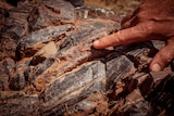 A finger points to a fossil believed to be one of the oldest in the world.