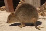 A quokka on Rottnest Island