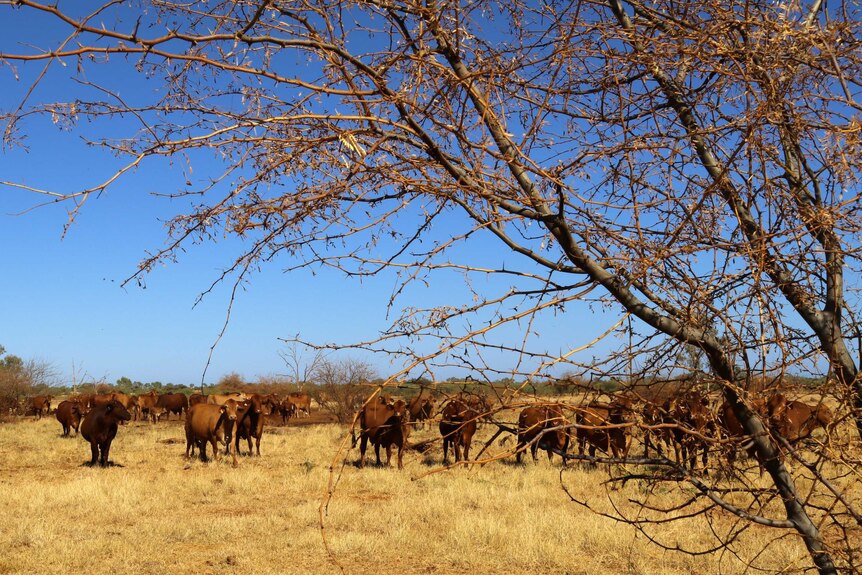 A prickly dead mesquite tree fills the foreground, with cattle in the background