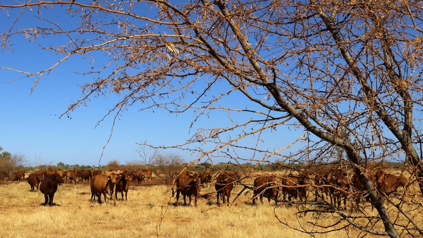 A prickly dead mesquite tree fills the foreground, with cattle in the background