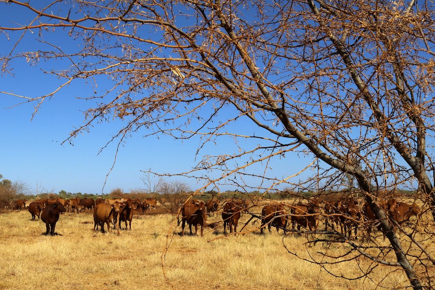 A prickly dead mesquite tree fills the foreground, with cattle in the background