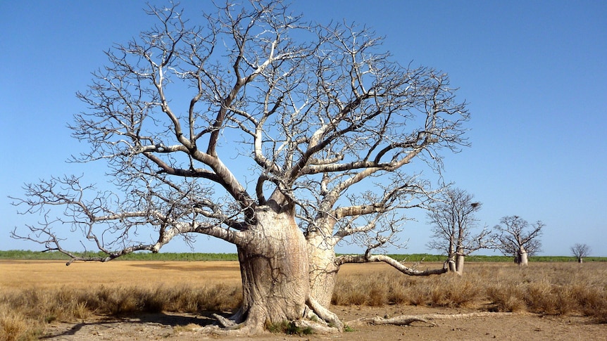 A large boab tree sits on a brown grass plain under a blue sky.