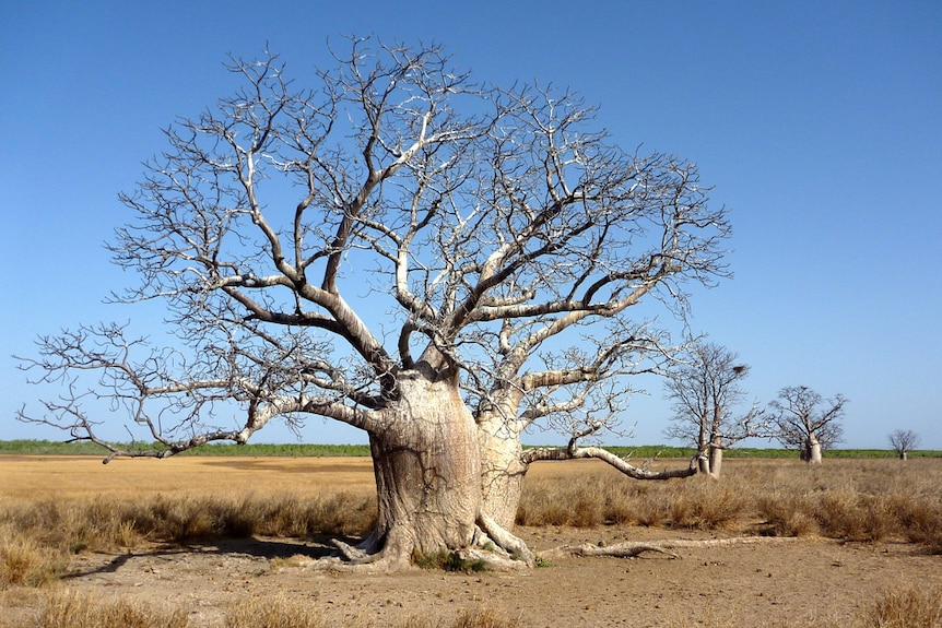 A large boab tree sits on a brown grass plain under a blue sky.