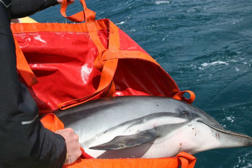 A dolphin being released back into the water after being stranded on Bruny Island.