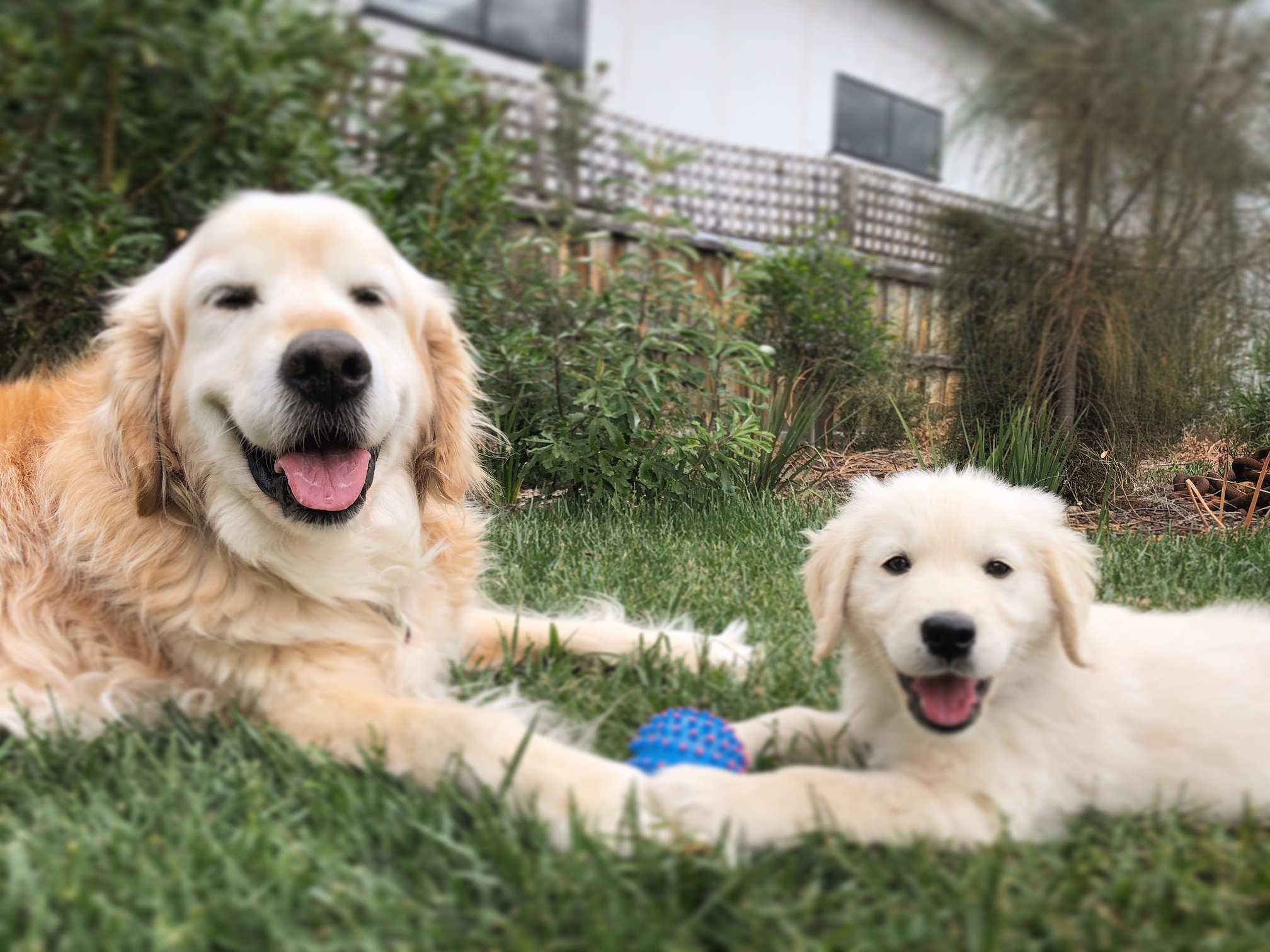 Two golden retrievers on a lawn