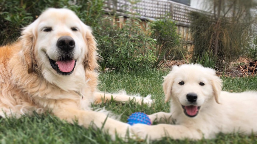 Two golden retrievers on a lawn