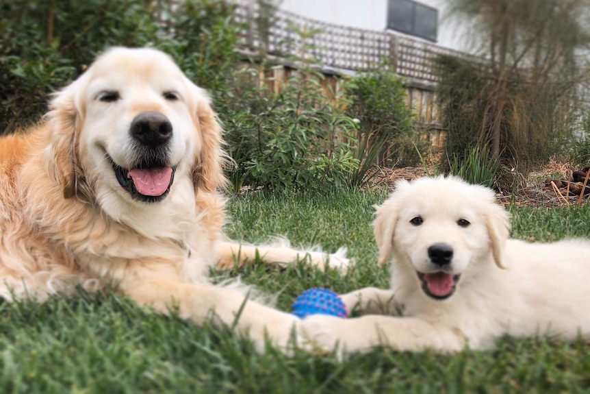 Two golden retrievers on a lawn