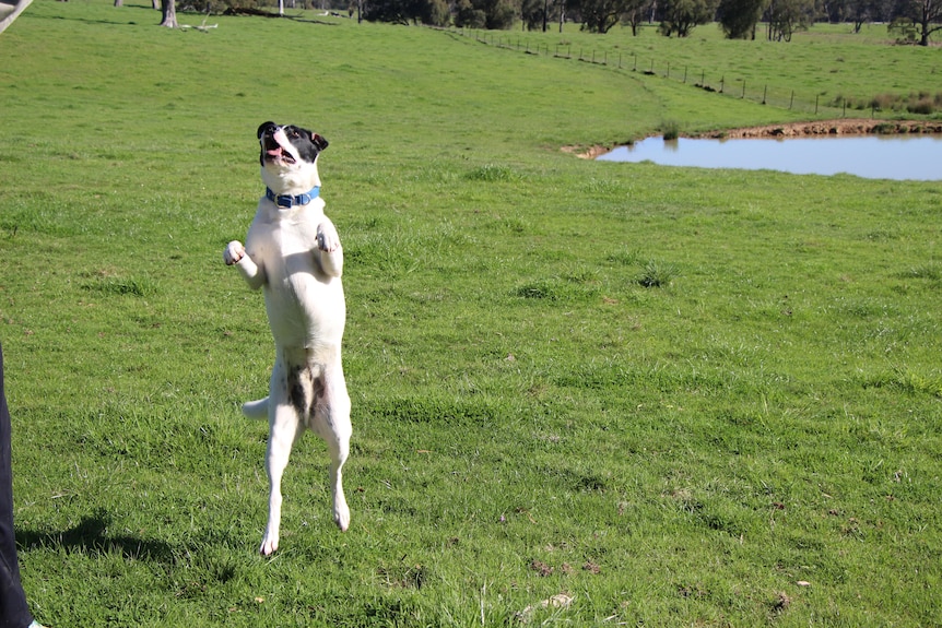 A white dog with black ears and patches jumps up to catch, in an open grassy field with pond behind