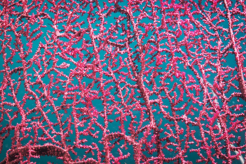 A Gorgonian Fan captured by the Ashmore Reef expedition.