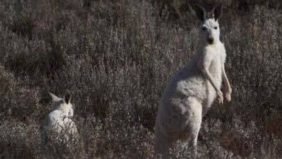 Two white kangaroos in grey scrub. One looking at the camera, one crouching low facing away.