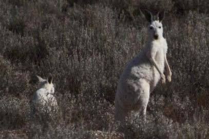 Two white kangaroos in grey scrub. One looking at the camera, one crouching low facing away.