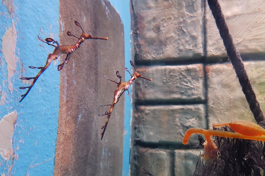 Weedy sea dragon at Melbourne Aquarium