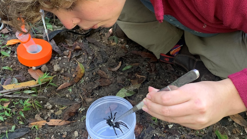 Caitlin Creak leans down to apply a tracker on a funnel web spider using forceps 