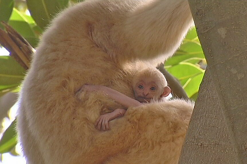 Young gibbon clings to its mother