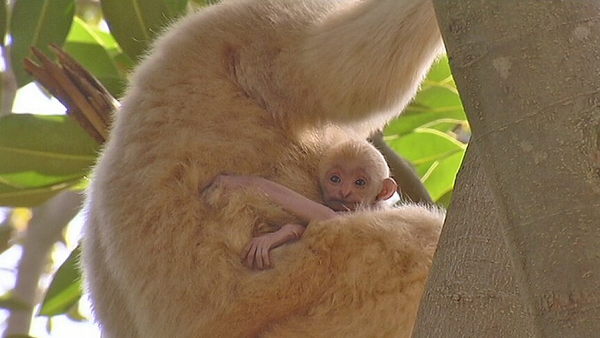 Young gibbon clings to its mother