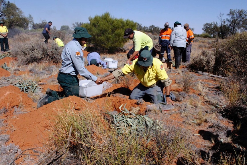 Ancestral remains are buried at Kinchega National Park.