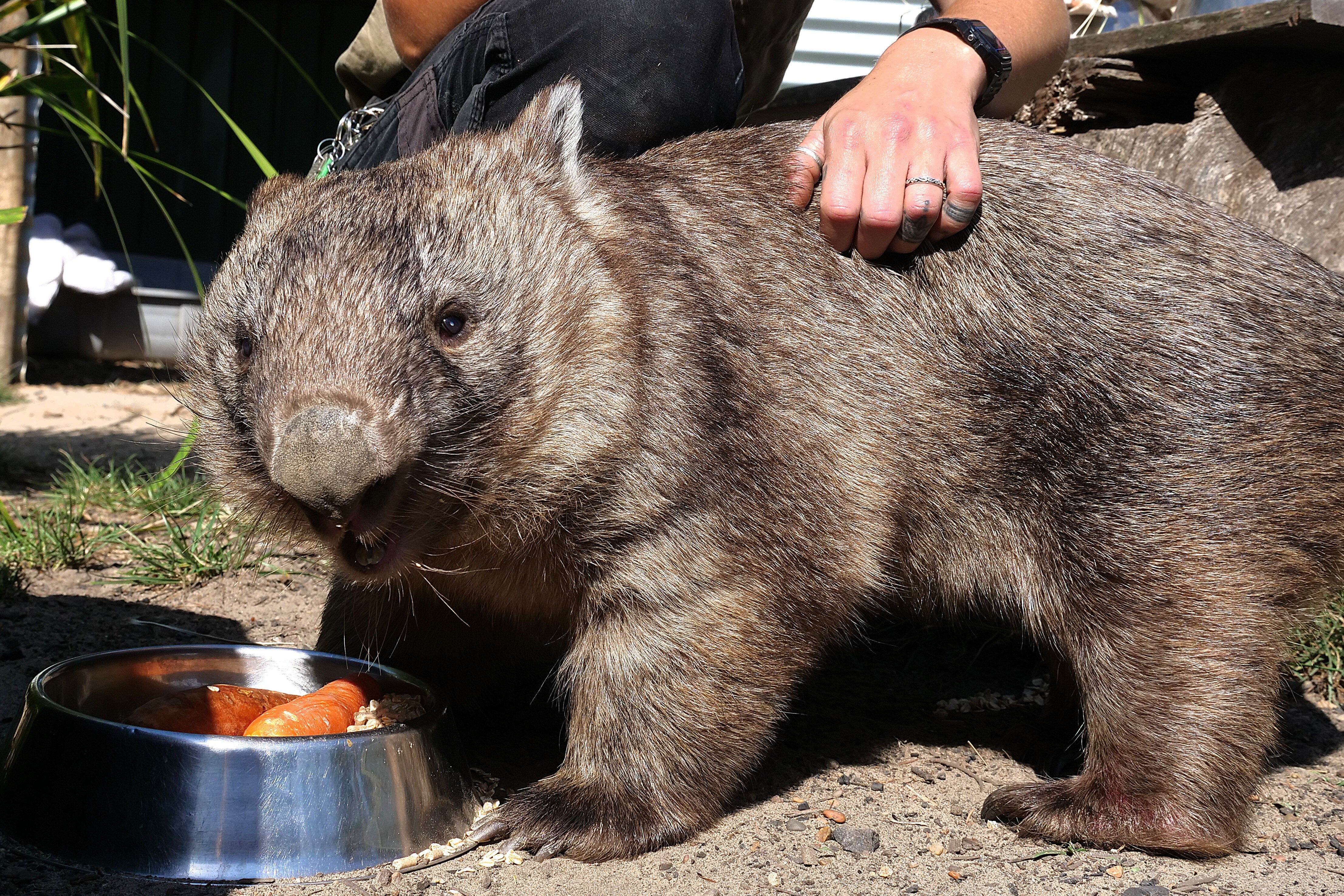 A small wombat standing next to a bowl of food including carrots and pellets