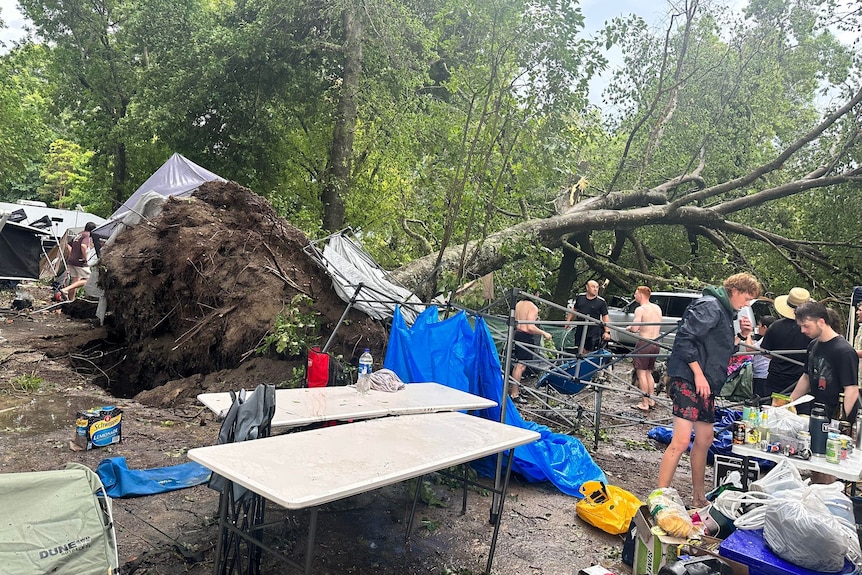 A large tree ripped out of the ground narrowly missing campers set up. 