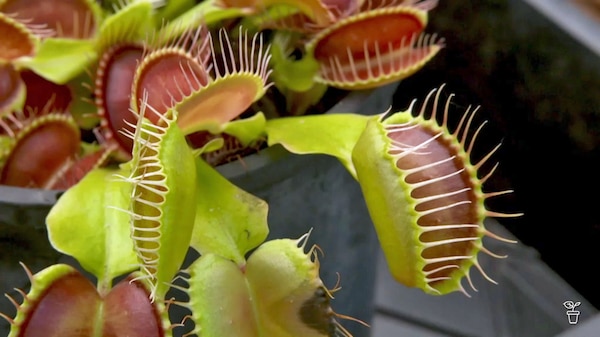Venus Fly Trap