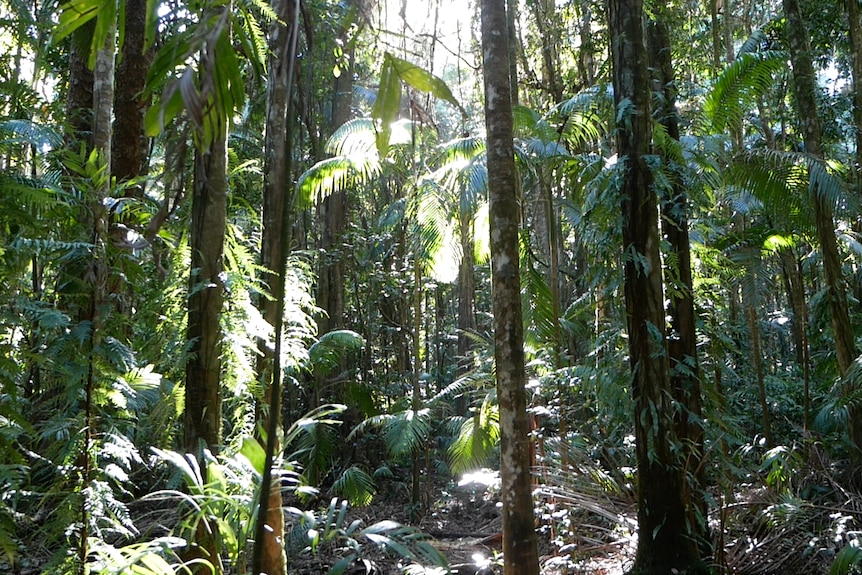 A forest looking through trees with rays of sunlight