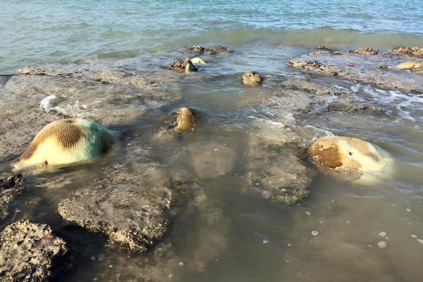 Bleached coral at Broome's Reddell Beach.