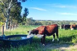 a brown and white cow drinking out of a water bowl on a farm.