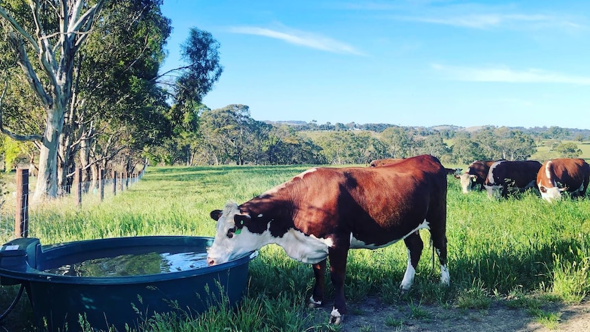 a brown and white cow drinking out of a water bowl on a farm.