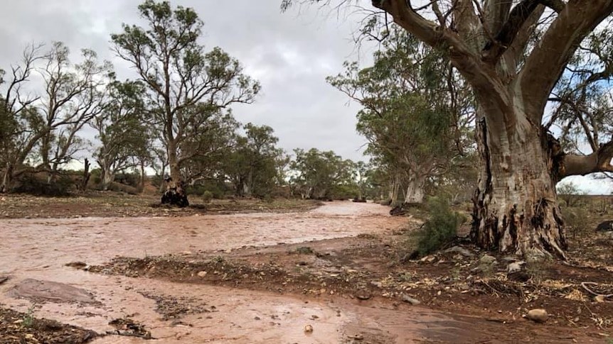 Brown water flows down a channel next to trees