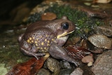 A large brown speckled frog sits on some wet leaves and rocks.