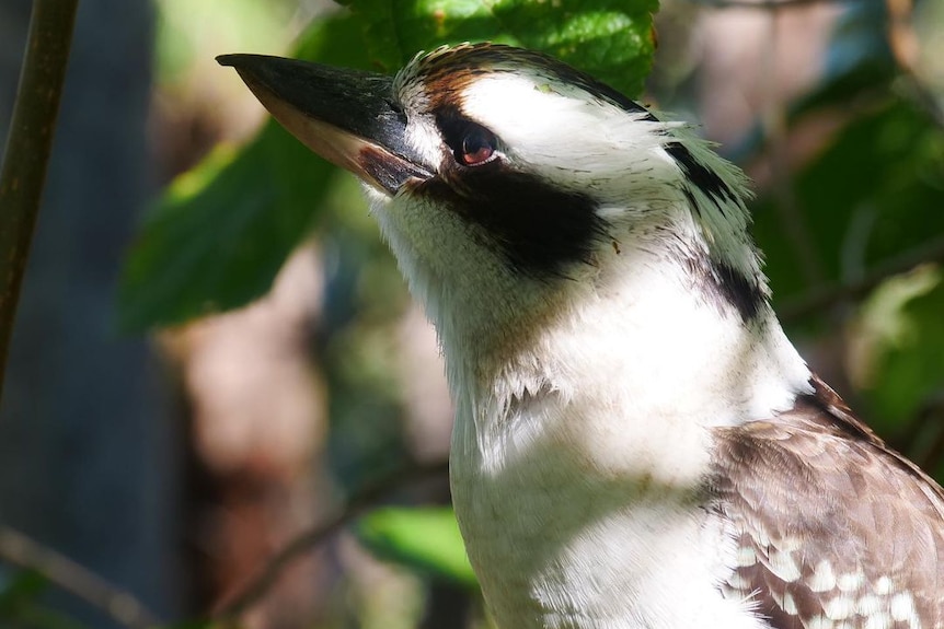 Kookaburra in a tree looking up.