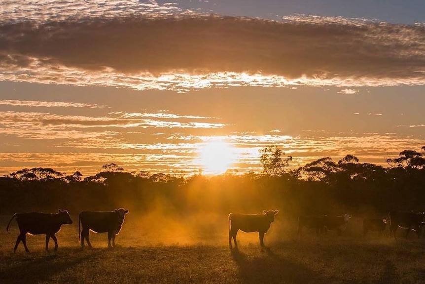 Cattle stand in a dusty paddock with the sun setting behind them.