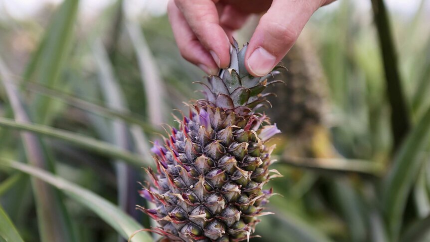 Farmer inspects damage to a pineapple.